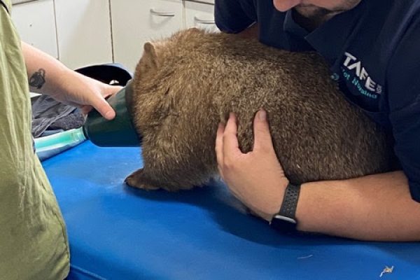 Wombat_Surgery_2