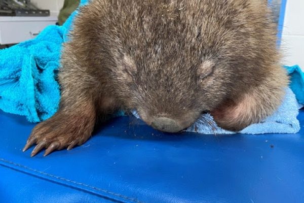Wombat_surgery