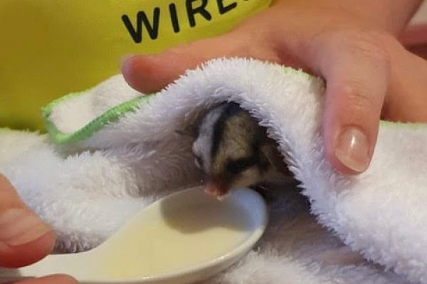 navc_Donates_to_Australian_wildlife_after_Wildfire