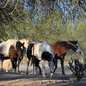 horses photo